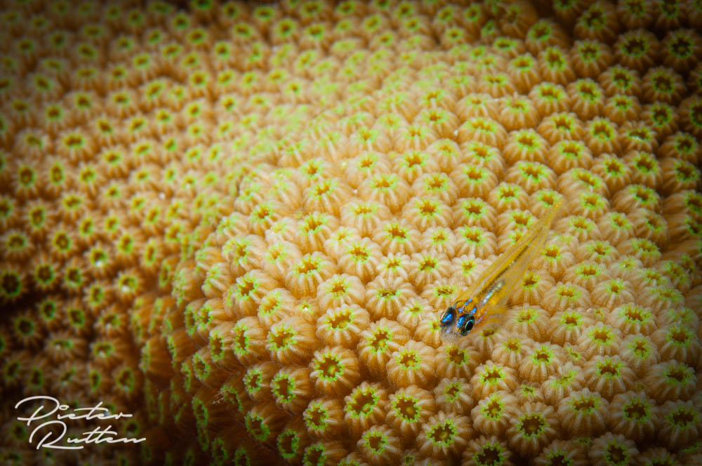 Goby op koraal