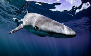 Kijkje onder water - Haaien