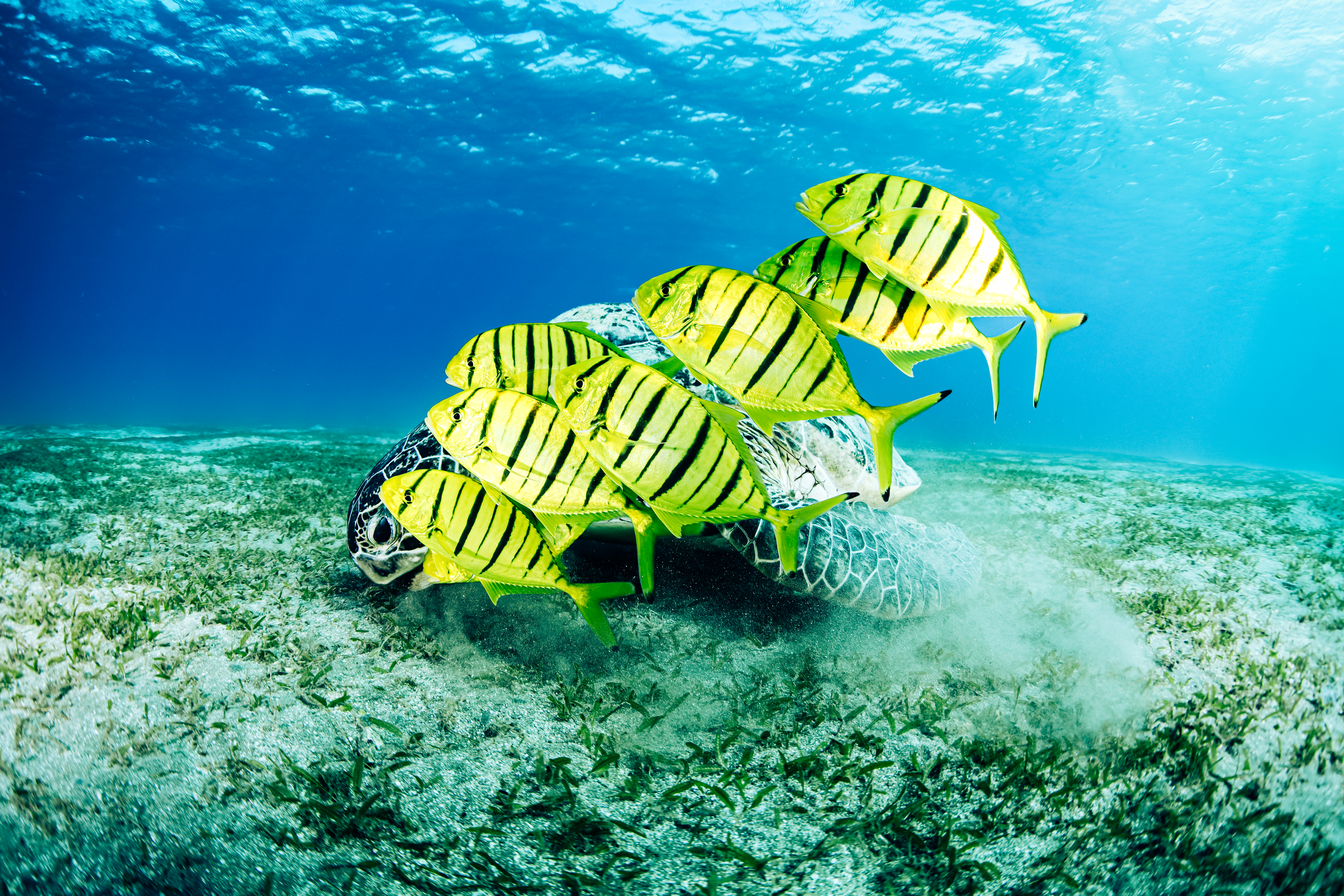 Zeeschildpad samen met vissen