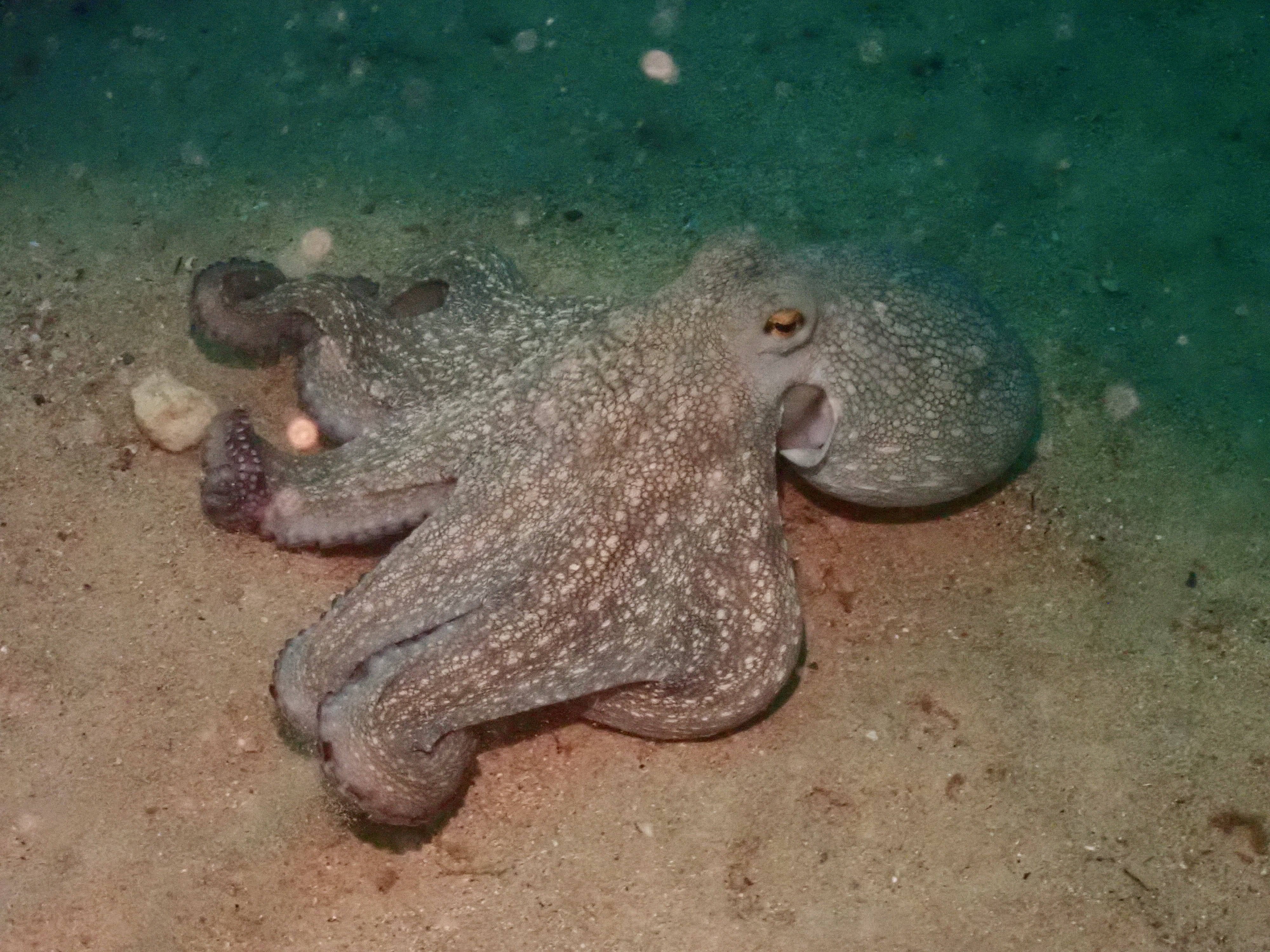 Octopus in Malta