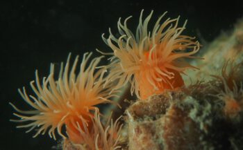 Kijkje onder water - Oranje