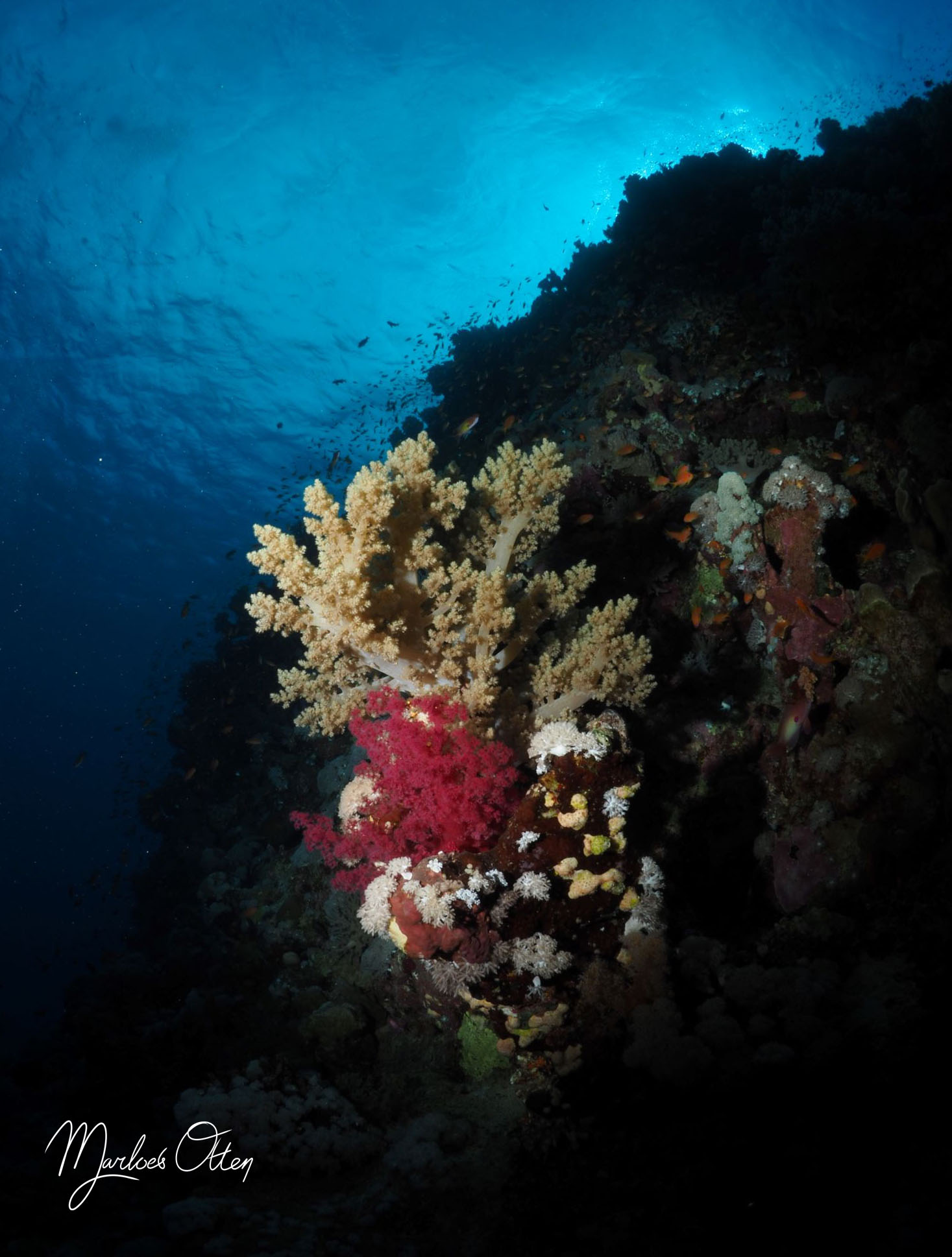 Zacht koraal Rode Zee